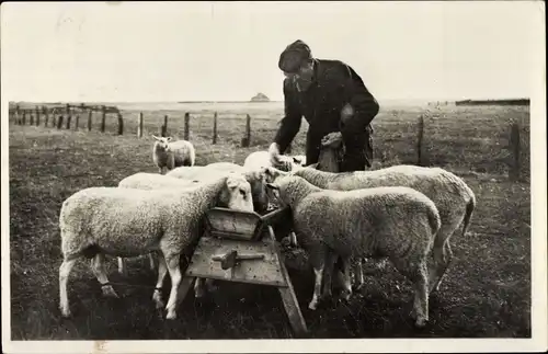 Ak Texel Nordholland Niederlande, Texelsche schapen