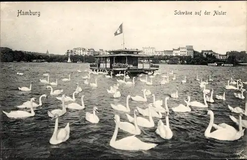 Ak Hamburg, Schwäne auf der Alster