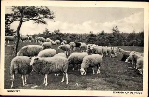 Ak Nunspeet Gelderland, Schafe, Heide, Landwirtschaft