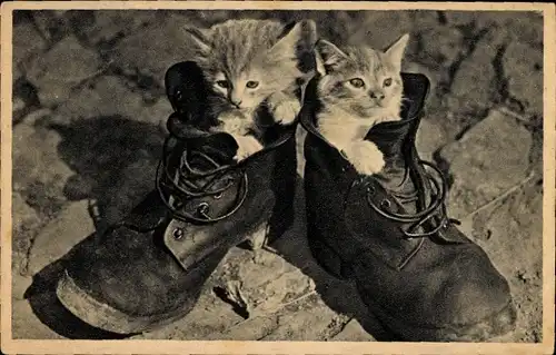 Ak Zwei junge Katzen in Schuhen