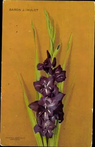 Ak Blühende violette Blumen