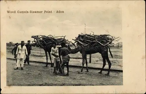 Ak Aden Jemen, Steamer Point, Kamele mit Holz beladen