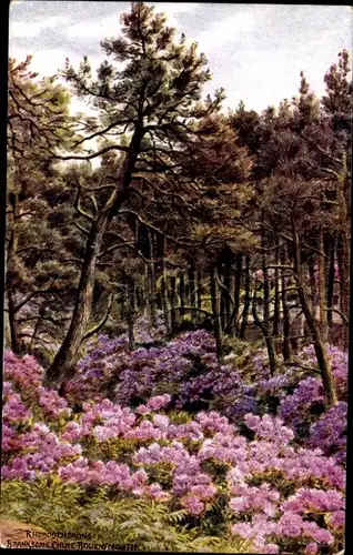 Ak Bournemouth Dorset England, Branksome Chine, Rhododendrons