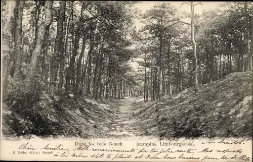 Ak Genck Flandern Limburg, dans le bois, campinge Limbourgeoise