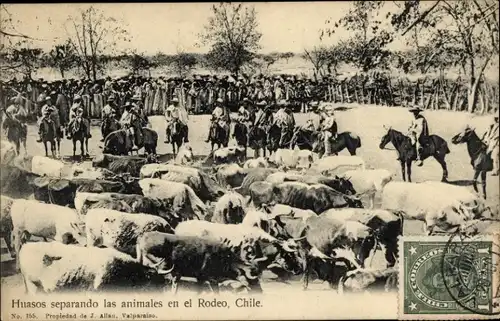 Ak Chile, Huasos trennen die Tiere beim Rodeo