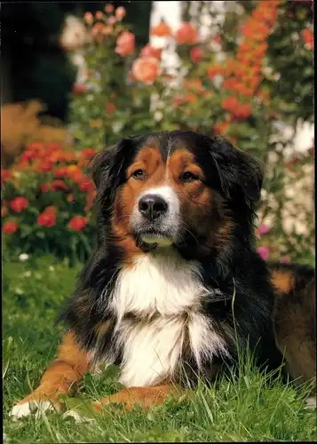 Ak Portrait eines Hundes auf einer Wiese