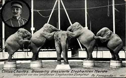 Ak Zirkus Charles, Dressierte Elefanten-Herde, Dompteur Fernando