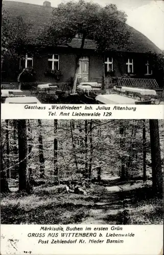Ak Wittenberg Oranienburg in Brandenburg, Gasthaus Waldfrieden, Märkische Buchen im ersten Grün