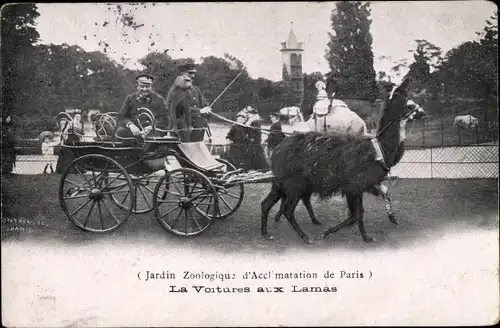 Ak Paris XVI Passy, Zoologischer Garten der Akklimatisierung, La Kutschen mit Lamas