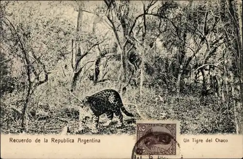 Ak Argentinien, Jaguar im Wald
