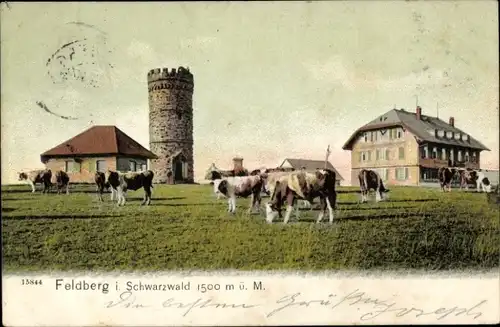 Ak Feldberg im Schwarzwald, Turm, Kühe