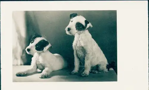 Ak Zwei Terrier, Tierportrait, Welpen