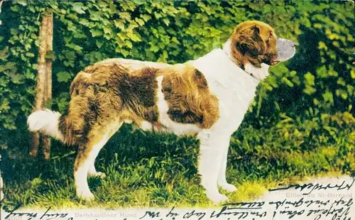 Ak Bernhardiner, Hundeportrait, Tierportrait