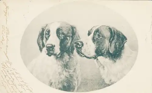 Litho Zwei Hunde, Hundeportrait, Tierportrait