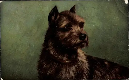 Ak Brauner Hund, Tierportrait, Hundeportrait