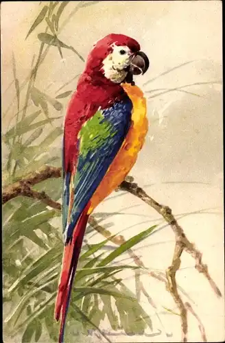 Künstler Ak Klein, Catharina, Papagei auf einem Ast