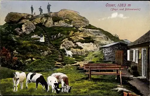 Ak Lam im Bayerischen Wald Oberpfalz, Osser, grasende Kühe, Hütte