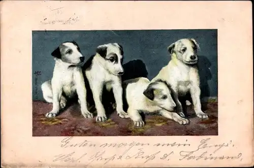 Ak Vier junge Hunde, Welpen, Tierportrait