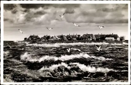 Ak Hallig im Sturm, Möwen