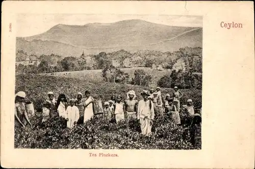 Ak Ceylon Sri Lanka, Teepflücker auf dem Feld