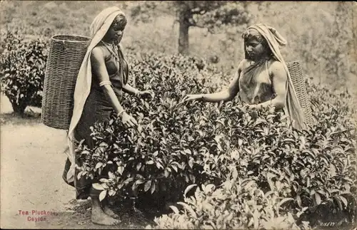 Ak Ceylon Sri Lanka, Tea Pluckers, Teeernte