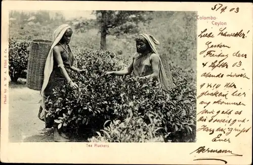 Ak Colombo Ceylon Sri Lanka, Tea Pluckers, Teepflückerinnen