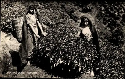 Ak Ceylon Sri Lanka, Tea Plucking women, Portrait