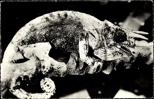 Ak afrikanische Fauna, männliches Chamäleon