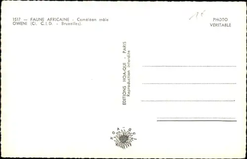 Ak afrikanische Fauna, männliches Chamäleon