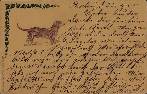 Ak Dackel, Profilansicht