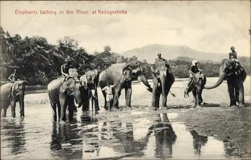 Ak Katugastota Kandy Sri Lanka Ceylon, Elefanten baden im Fluss