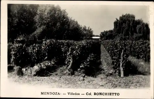 Ak Mendoza Argentinien, Weinberge, Reben