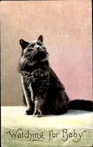 Ak Schwarze Katze, Tierportrait