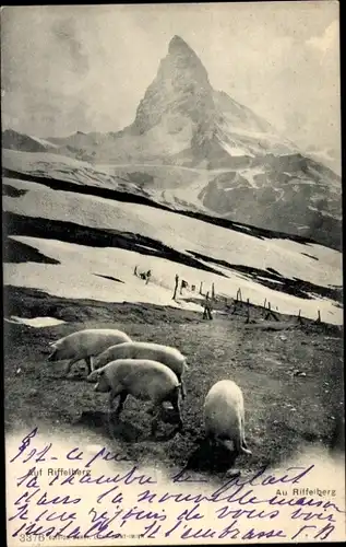Ak Zermatt Kanton Wallis, Riffelberg, Schweine