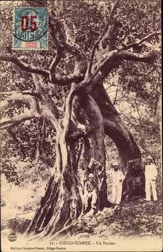 Ak Diego Suarez Antsiranana Madagaskar, Un Banian