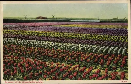 Ak Niederlande, Blumenfeld, Tulpenfeld