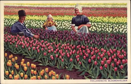 Ak Niederlande, Blumenfeld, Tulpenfeld, Niederländische Tracht