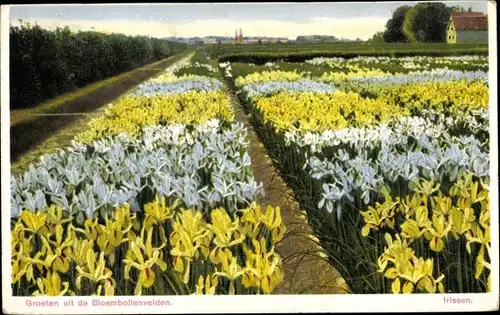 Ak Niederlande, Blumenfeld, Iris