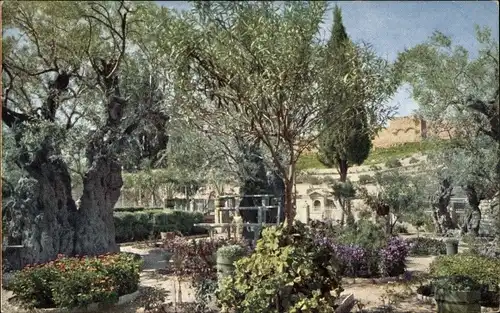 Ak Gethsemane Israel, Garten