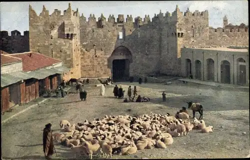 Ak Jerusalem Israel, Damaskustor, Schafherde