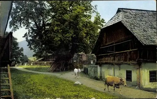 Ak Rinder auf einem Bauernhof