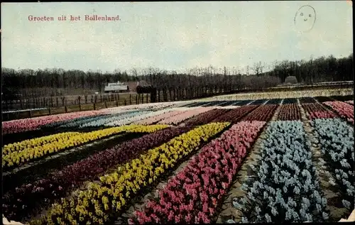 Ak Niederlande, Blumenfeld