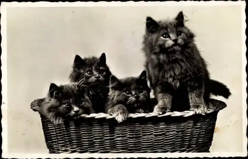 Ak Perserkatzen, vier junge Katzen in einem Korb