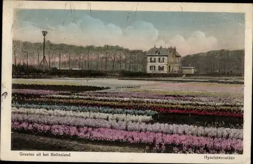 Ak Haarlem Nordholland Niederlande, Bollenland, Hyacintenvelden