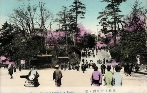 Ak Tokyo Tokio Japan, Kirschblüte im Uyeno-Park