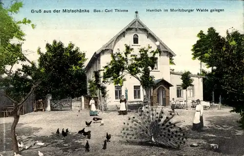 Ak Moritzburg in Sachsen, Mistschänke, radschlagender Pfau