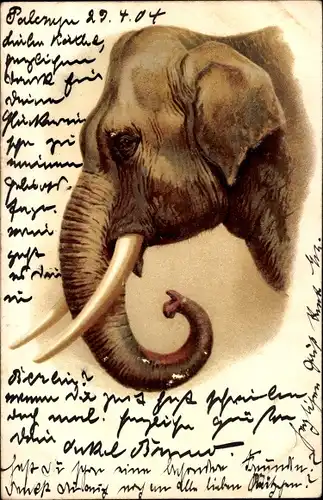 Litho Tierportrait, Elefant, Stoßzähne