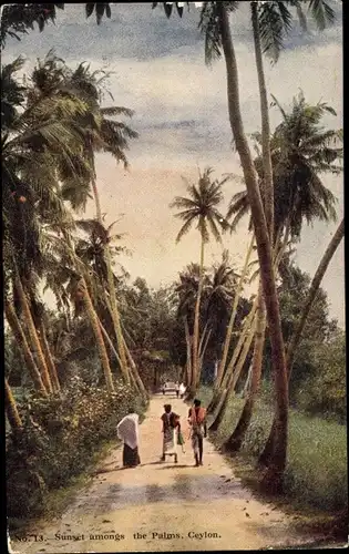 Ak Colombo Ceylon Sri Lanka, Sunset amongst the Palms