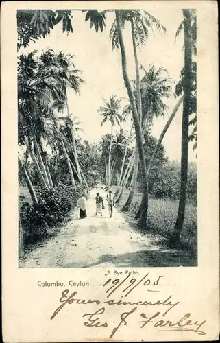 Ak Colombo Ceylon Sri Lanka, stroll amongst the Palms
