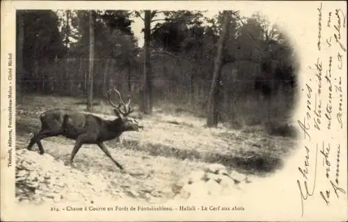 Ak Jagd im Wald von Fontainebleau, Hirsch